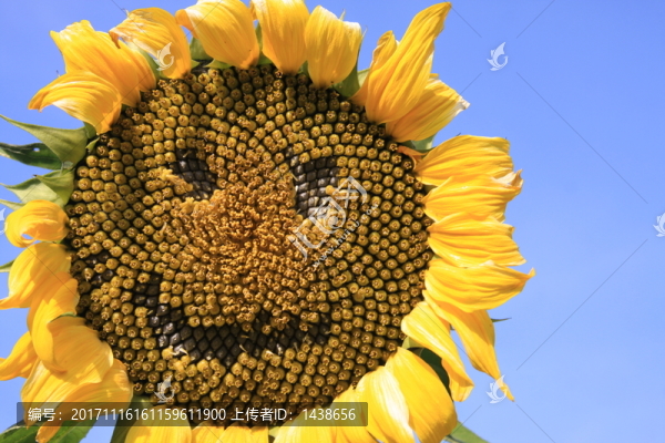 向日葵