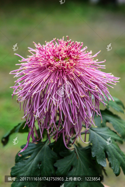 菊花