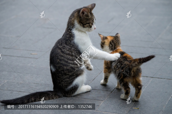 可愛小貓,兩只貓