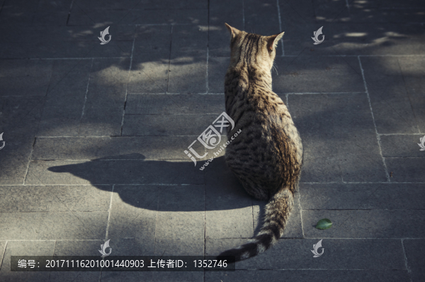 貓咪背影