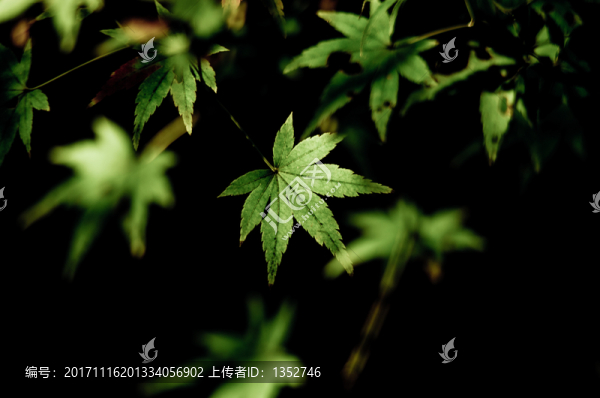 楓葉