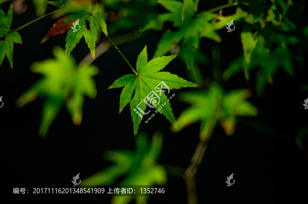 楓葉
