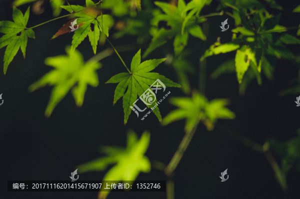 楓葉