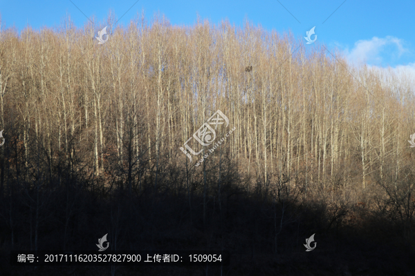 樹林