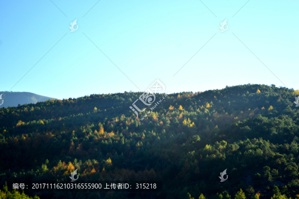 秋色,松林