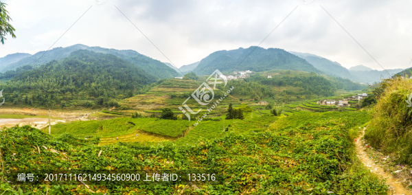 百香果基地