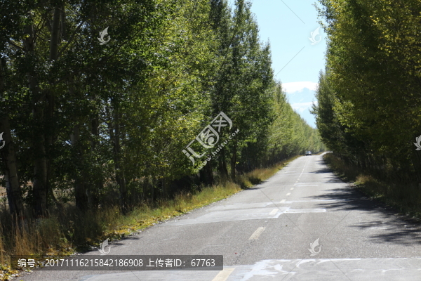 楊樹林蔭道