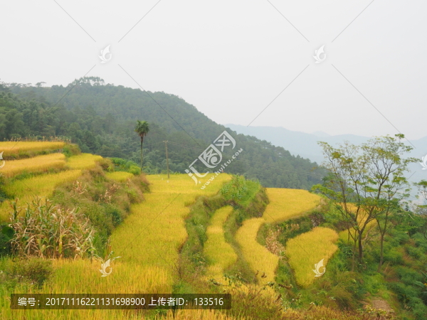 容縣黎村太和梯田