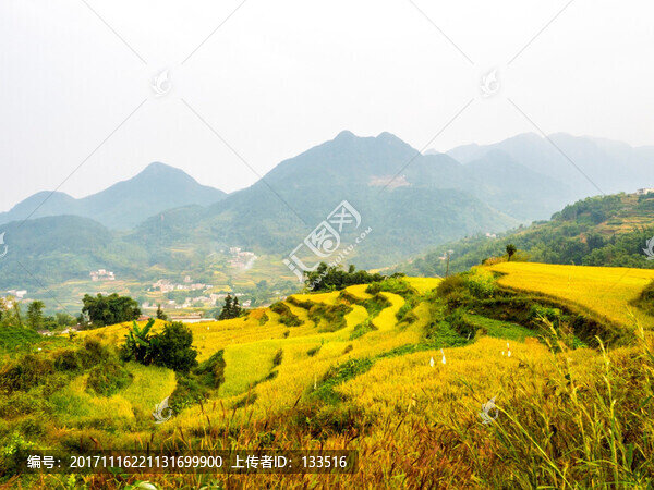 容縣黎村太和梯田