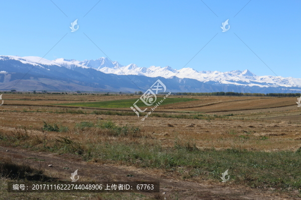 原野,麥田