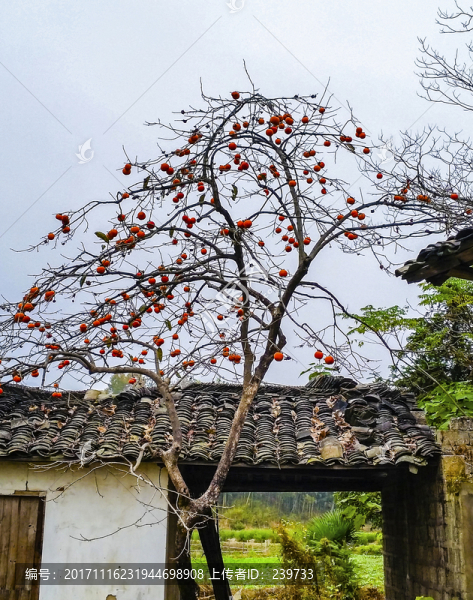 柿子紅子