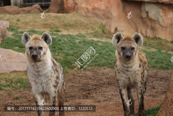 動物