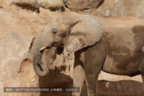 動物