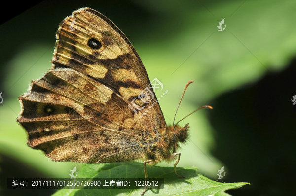 年輕斑點(diǎn)的木材