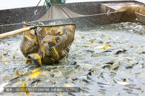 魚