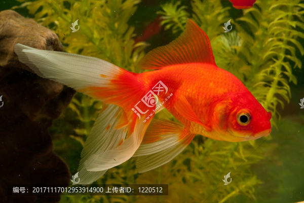 金魚（鯉科）
