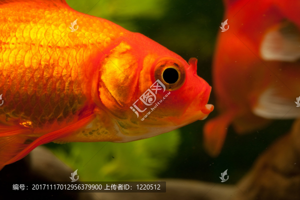 金魚（鯉科）