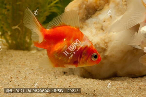 金魚（鯉科）