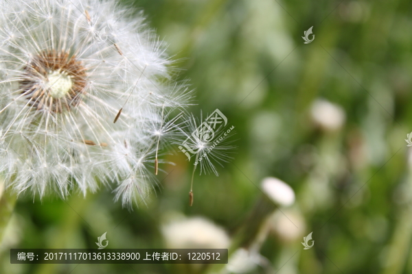 蒲公英