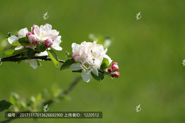 蘋果樹開(kāi)花