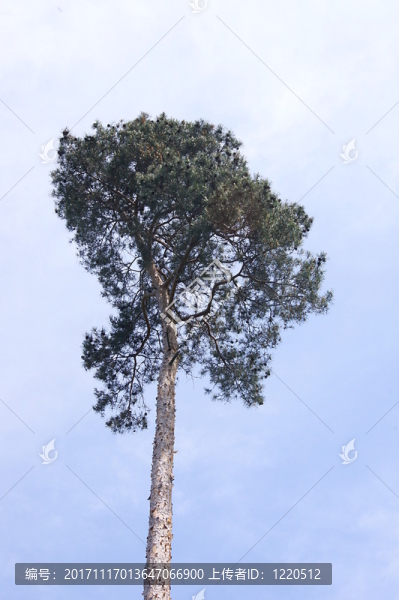 針葉樹