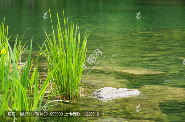 在湖的健康,-,在湖