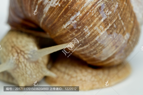 白葡萄酒蝸牛（螺旋pomatia）