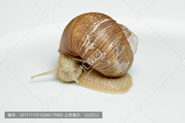 動物