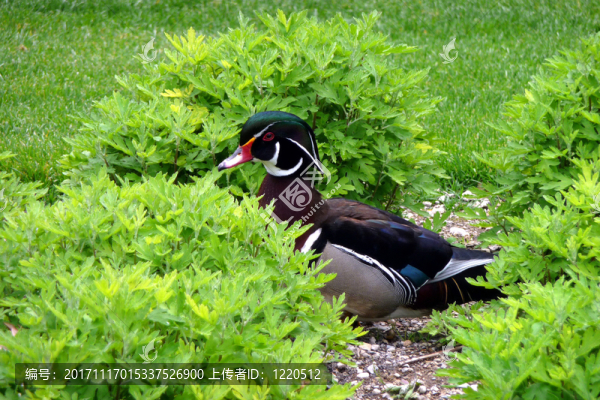 鴨在里瓦德爾加爾達(dá)公園
