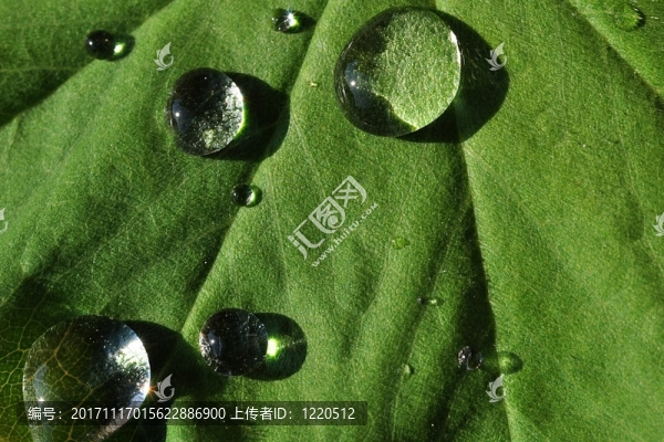 葉子上的水滴