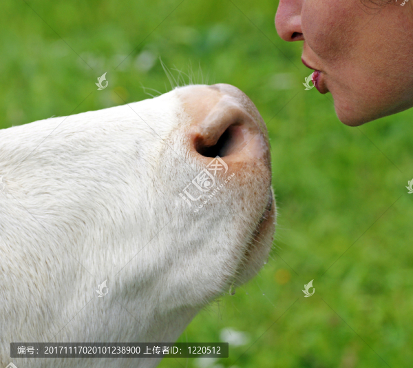 動物朋友,-,動物愛好者