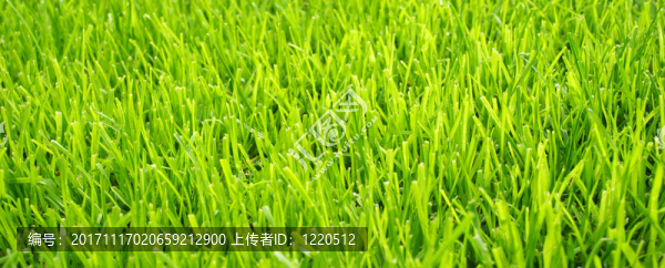 足球草,-,橫向足球草皮紋理