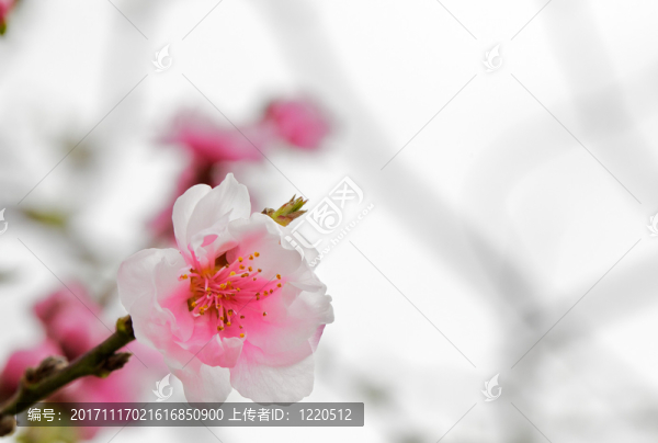 緊密的