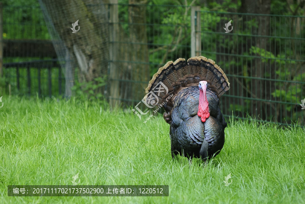 bronzepute