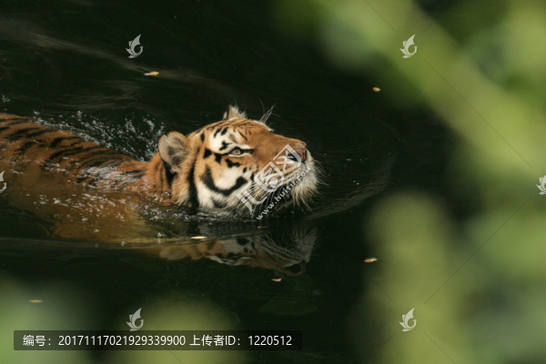 野生的