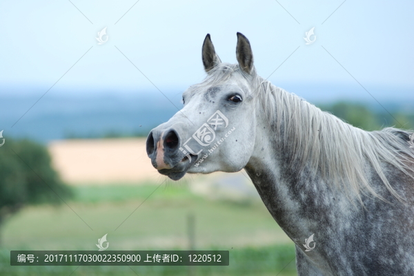 莎亞阿拉伯