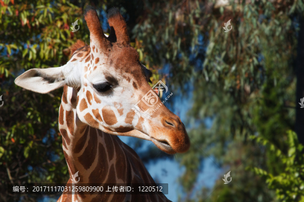 藍(lán)色