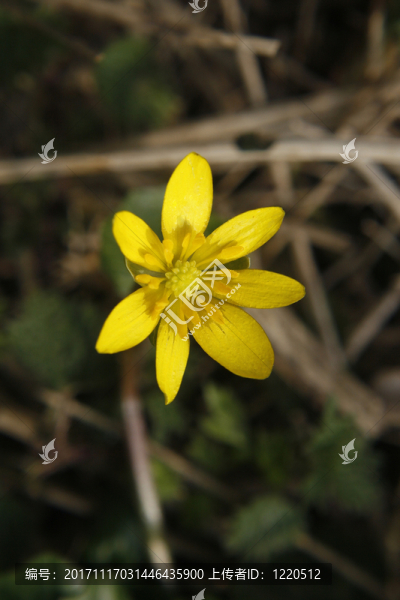 花
