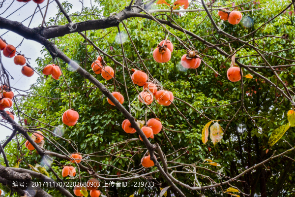 柿子紅了