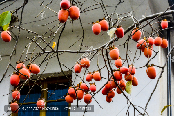 柿子紅了