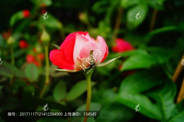 月季花