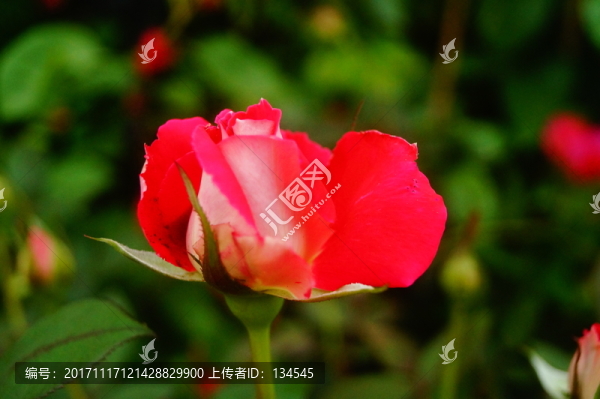 月季花