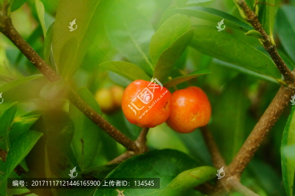 櫻桃果