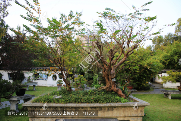 公園盆景樹樁