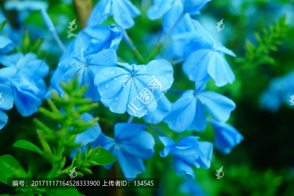 紫色花卉