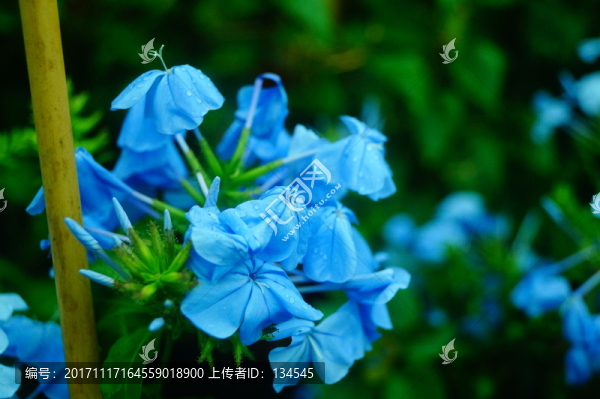 紫色花卉