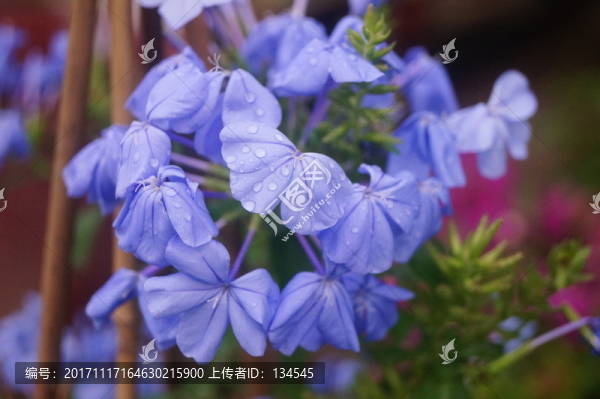 紫色花卉