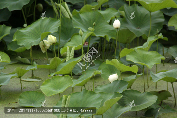 荷花池