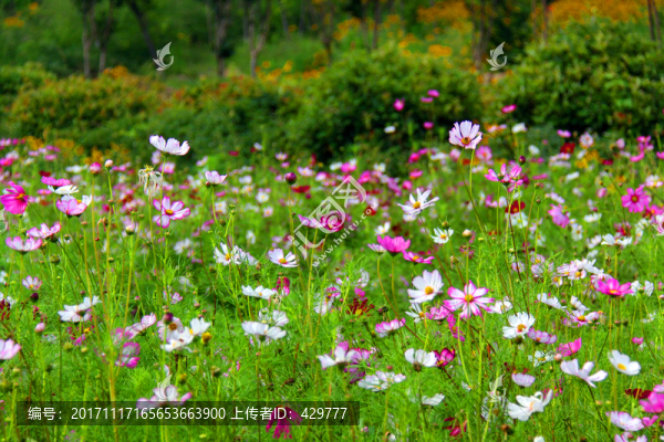 花叢,花海