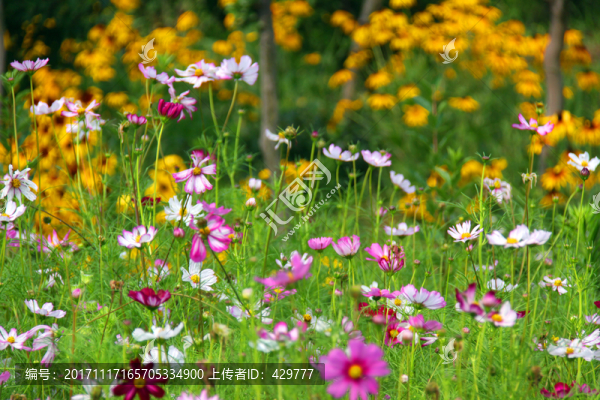花草背景